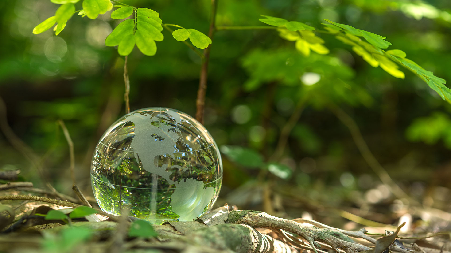 About us – Commited to sustainability Forest with a water droplet on the floor that looks like the earth
