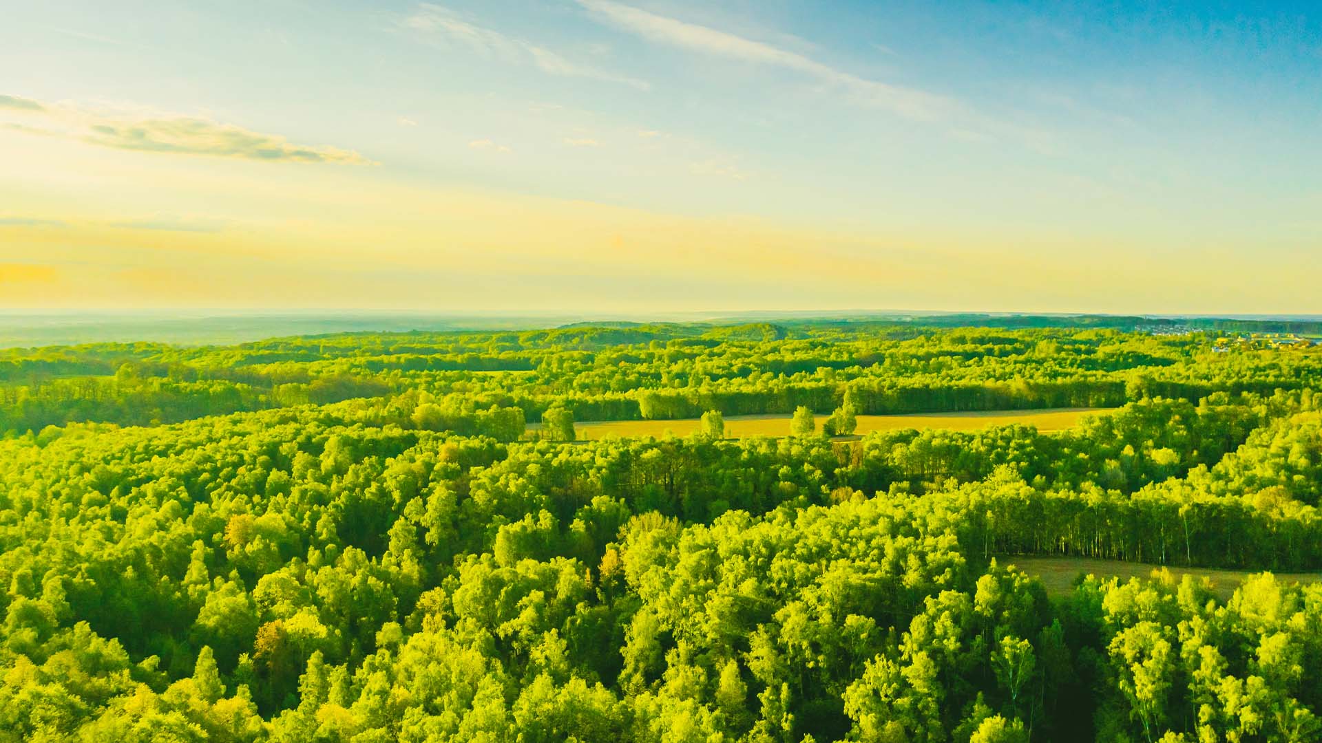 Sustainability – Our commitment Ariel show overlooking a very green forest